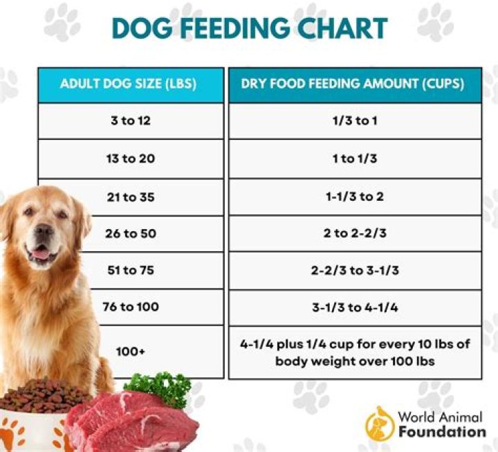 Can't afford to feed my dog?