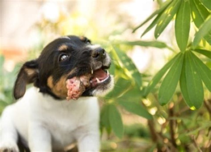 Can 8 week old puppies eat chicken necks?