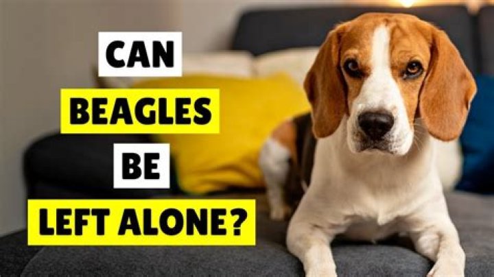 Can a beagle be left alone?