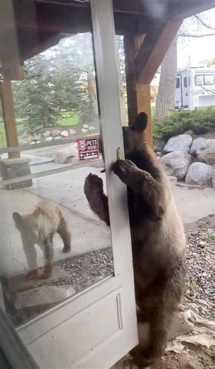 Can a bear break down a door?