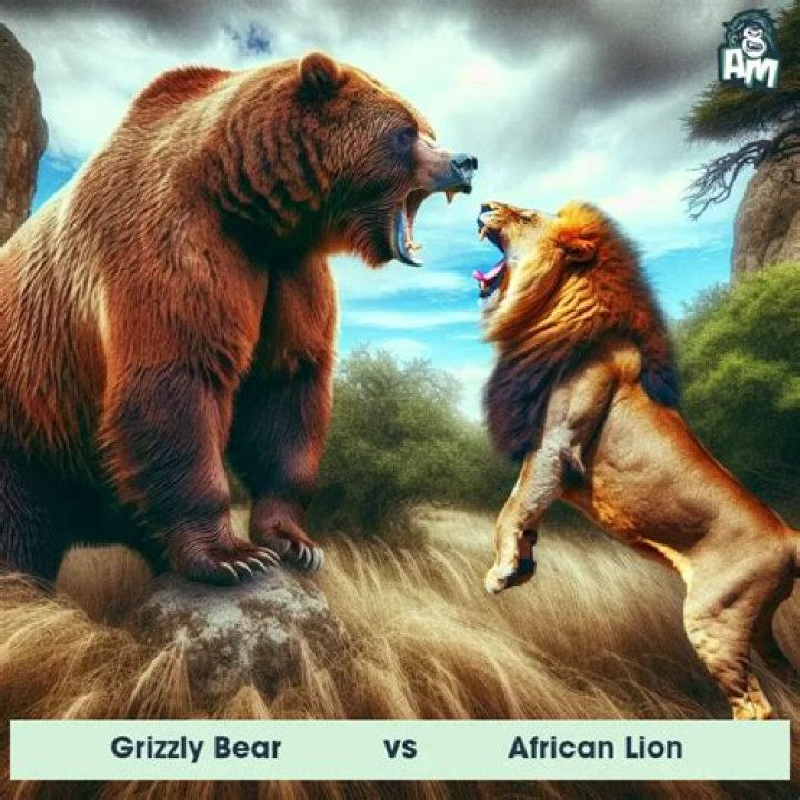 Can a bear fight a lion?