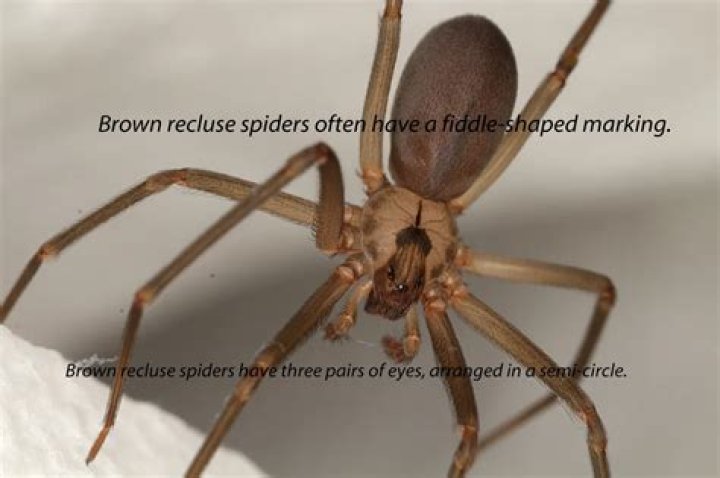 Can a brown spider kill you?