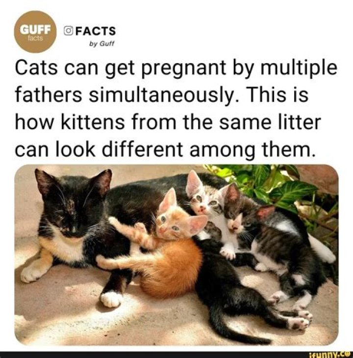 Can a cat be pregnant with 2 different fathers?