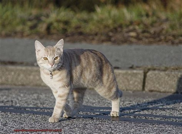 Can a cat find its way home 6 miles away?