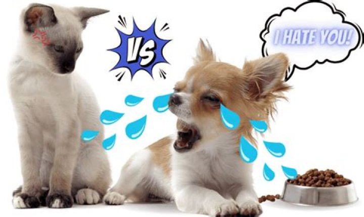 Can a cat kill a Chihuahua?