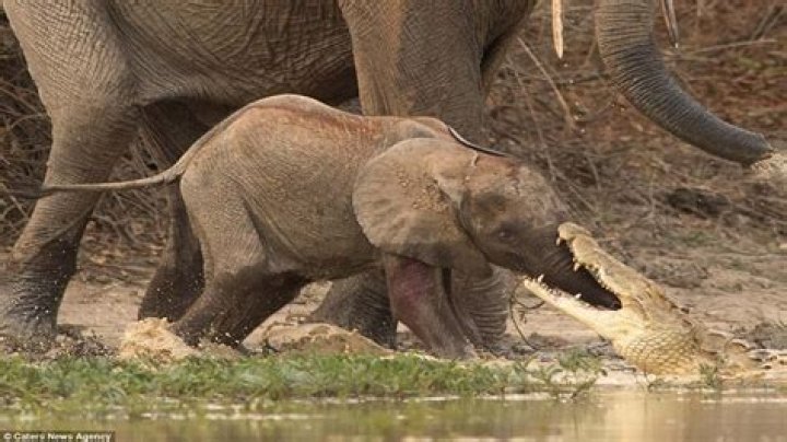 Can a crocodile eat a baby elephant?