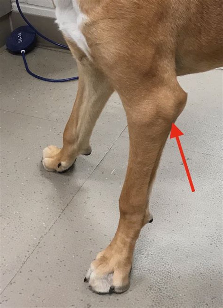 Can a dog harness cause injury?