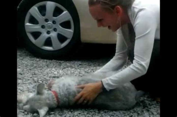 Can a dog pass out from excitement?