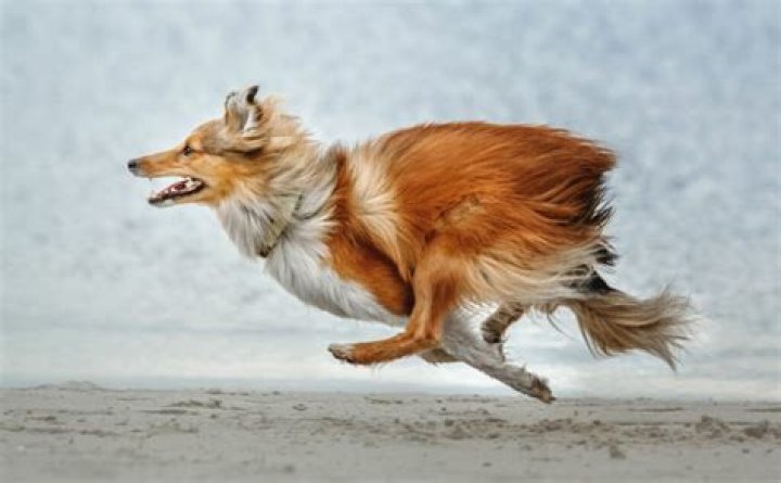 Can a Dog Run 5k?