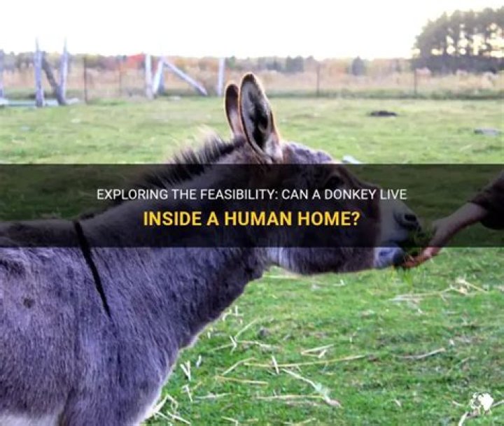 Can a donkey live in a house?