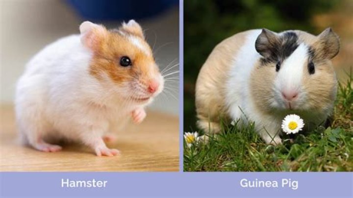 Can a guinea pig and a hamster make babies together?