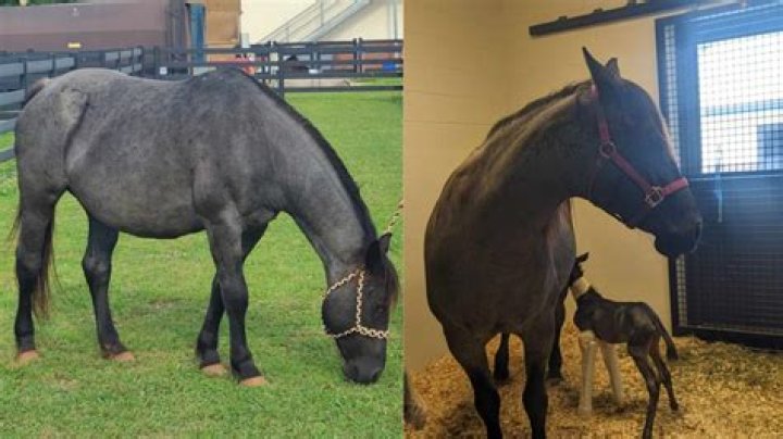 Can a horse birth twins?