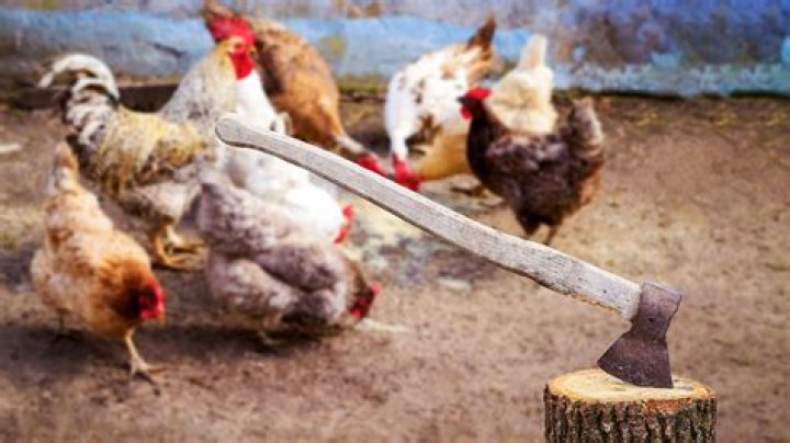 Can a kestrel kill a chicken?