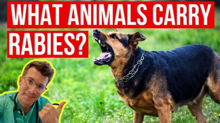 Can a lion get rabies?