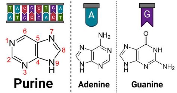 Can a purine bond with a purine?
