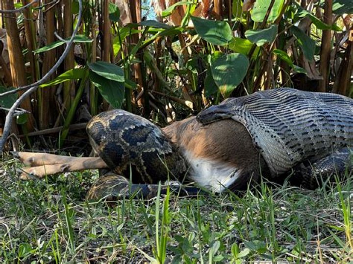 Can a python swallow a deer?