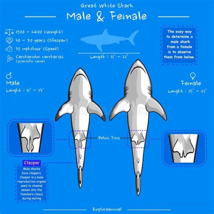 Can a shark have cancer?