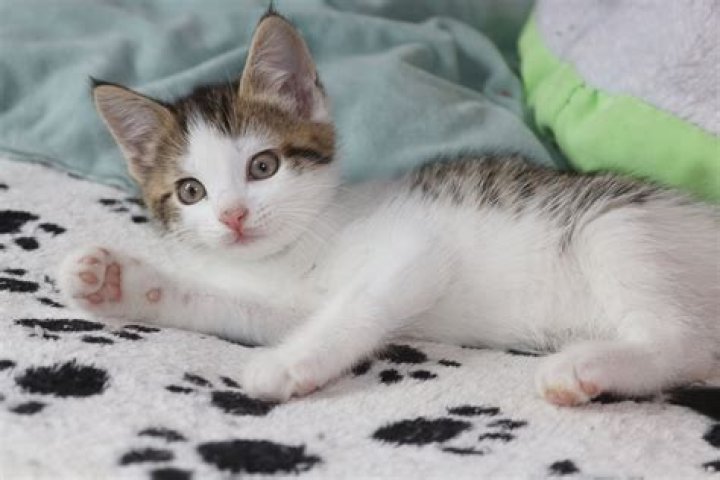Can a tabby cat have a white kitten?