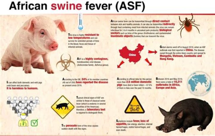 Can African swine fever infect humans?