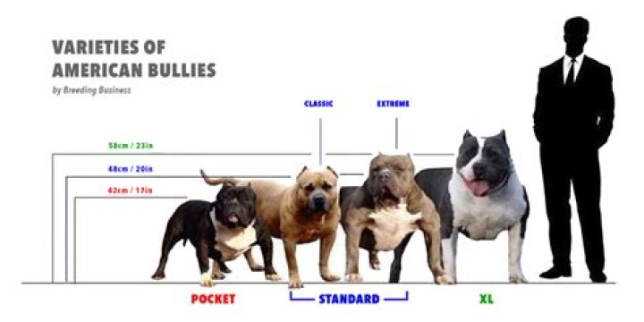 Can American bullies be insured?