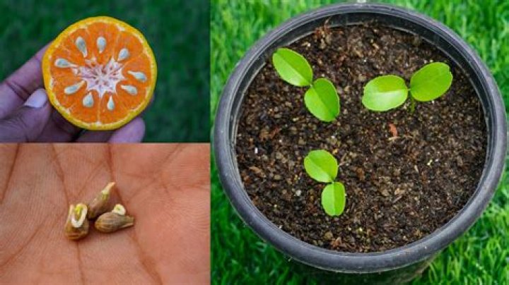 Can an orange grow inside another orange?