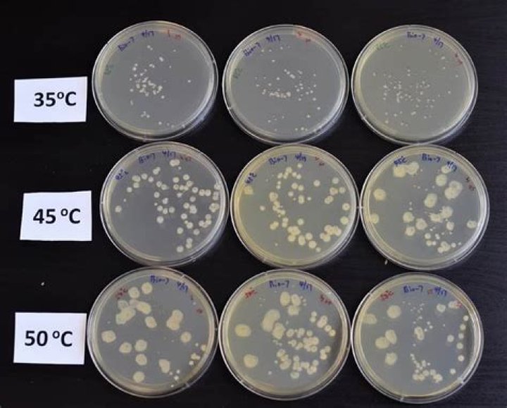 Can bacteria grow in breast milk?