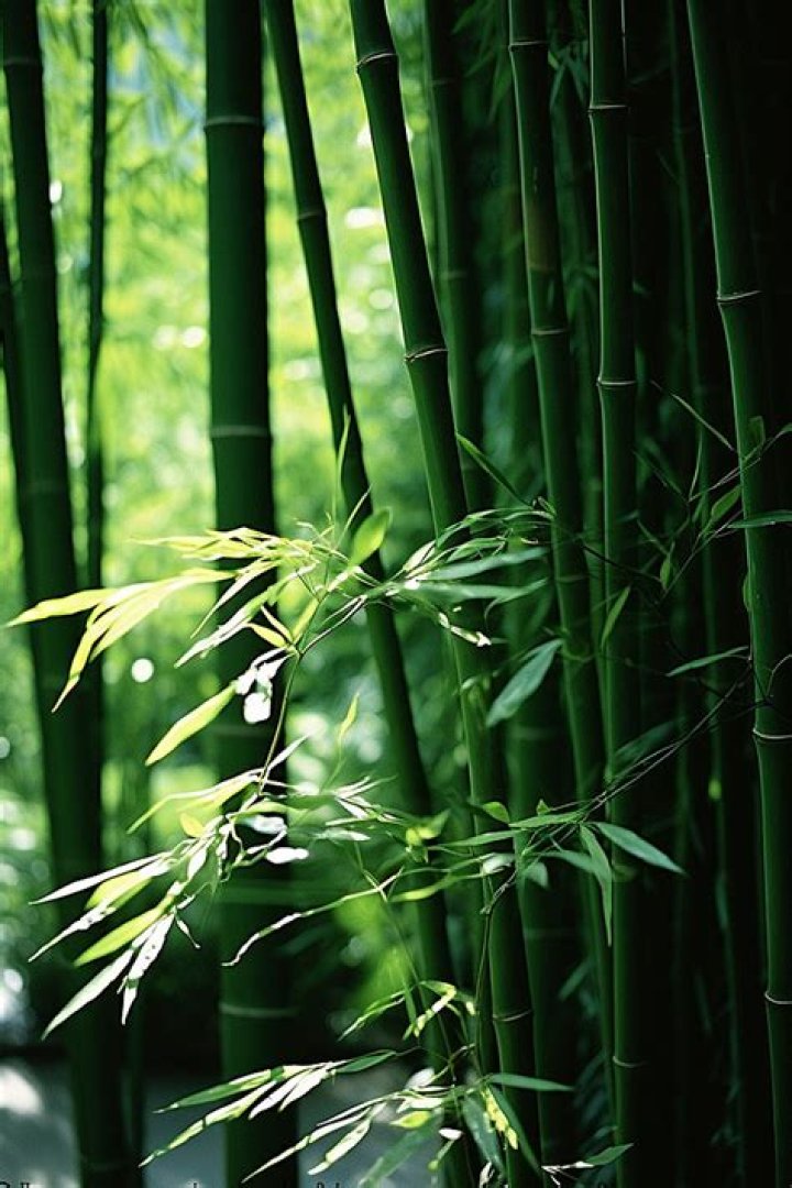 Can bamboo plants grow in shade?