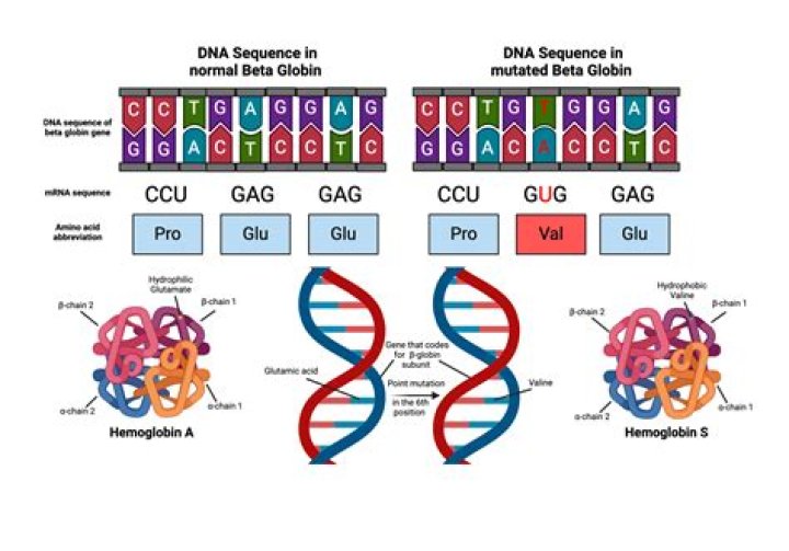 Can be described as alternate forms of a particular gene?