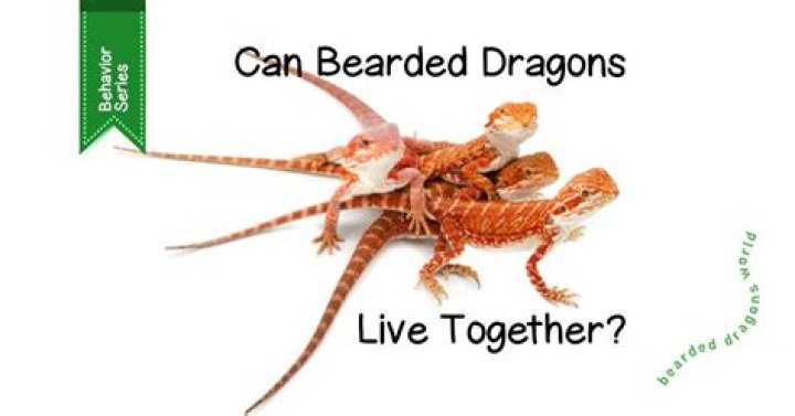 Can bearded dragons draw blood?