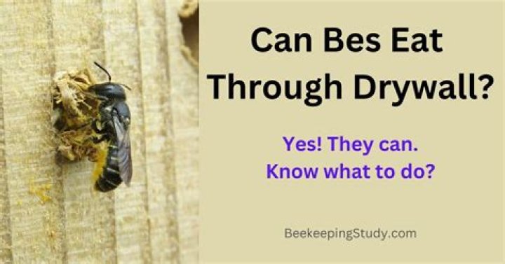 Can bees eat through drywall?