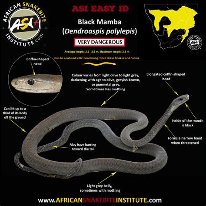 Can Black Mambas see in the dark?