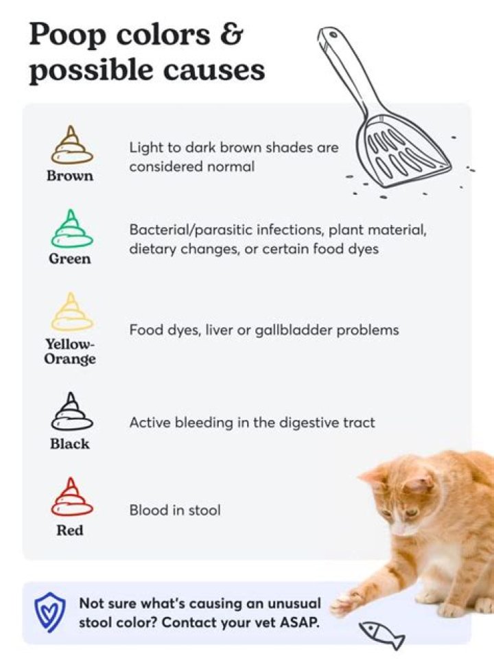 Can cat poop cause allergies?