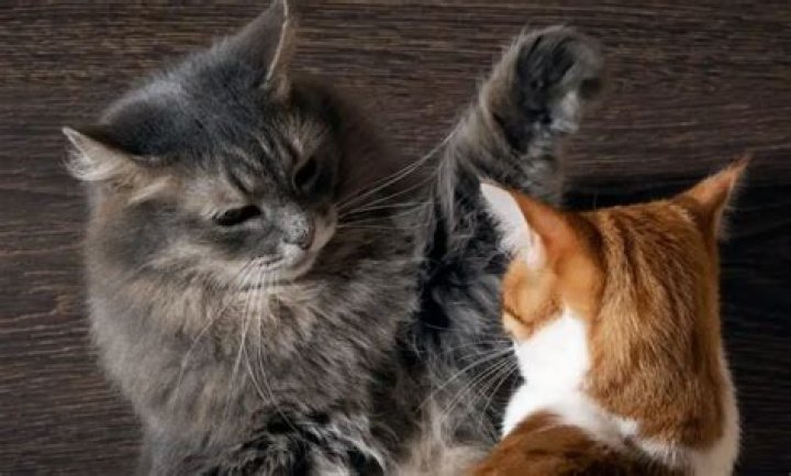 Can catnip cause aggression?