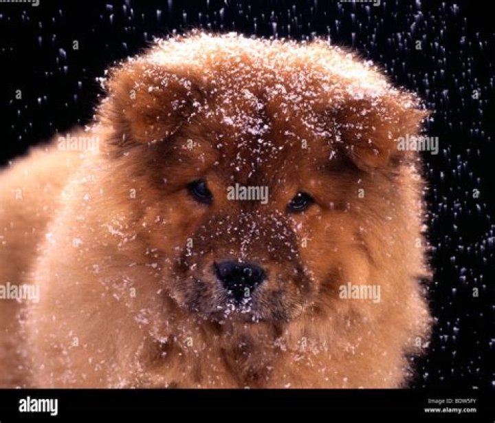 Can chow chow live in cold weather?
