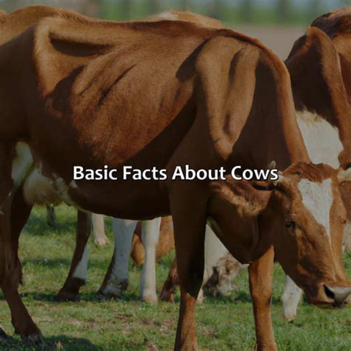 Can cows be gray?