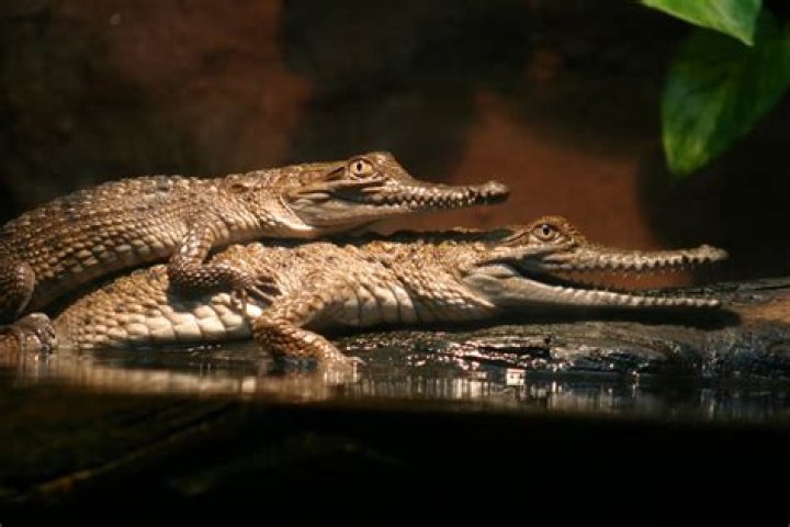 Can crocodiles mate with alligators?