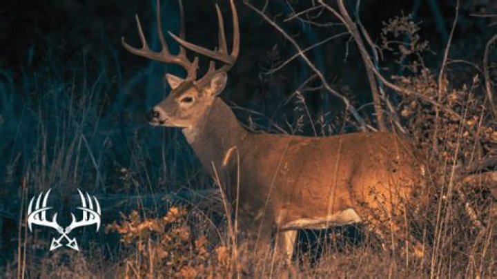 Can deer see good at night?