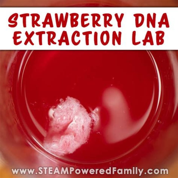 Can DNA be extracted from strawberries?