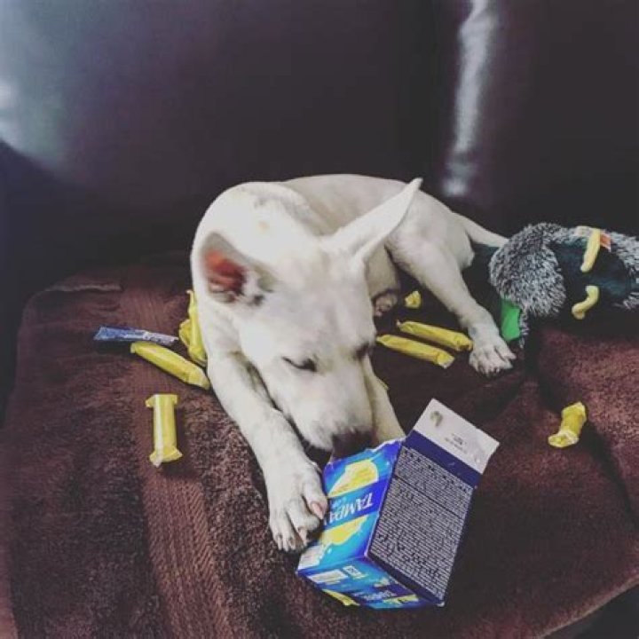 Can dogs digest tampons?