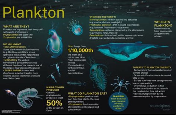 Can dogs eat plankton?