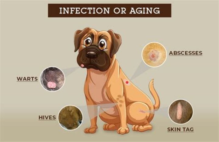 Can dogs get prion disease?
