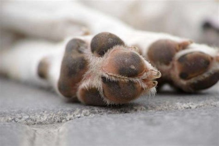 Can dogs get warts on their paw pads?