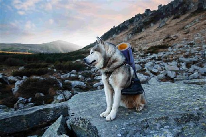 Can dogs go backpacking?