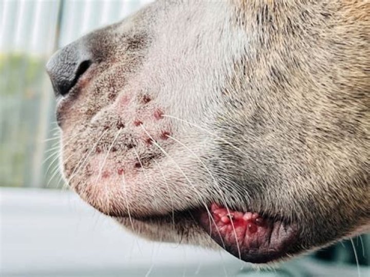 Can dogs have oral?