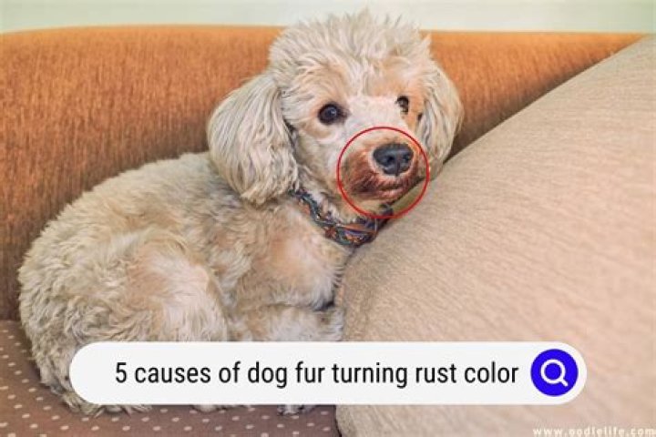 Can dogs have pink fur?