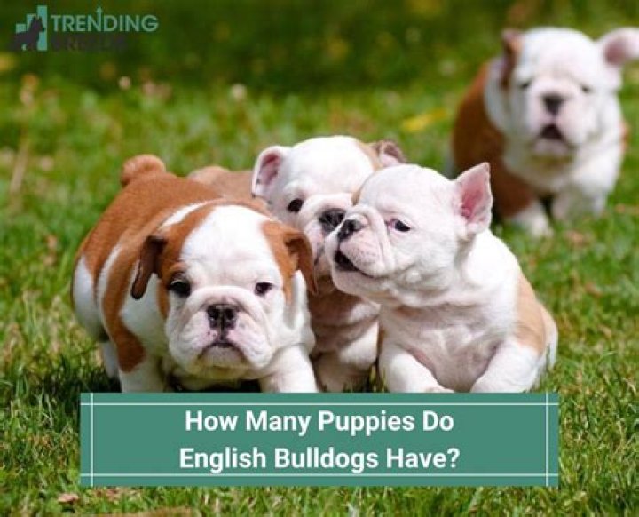 Can English bulldogs get pregnant naturally?