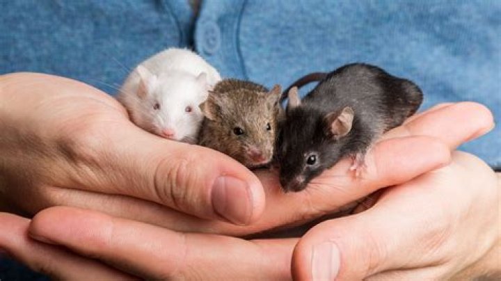 Can female mice be kept together?