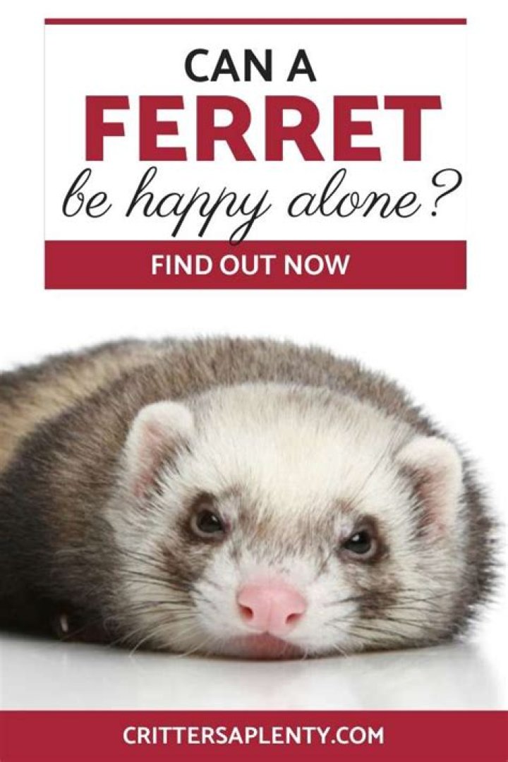 Can ferrets be happy alone?