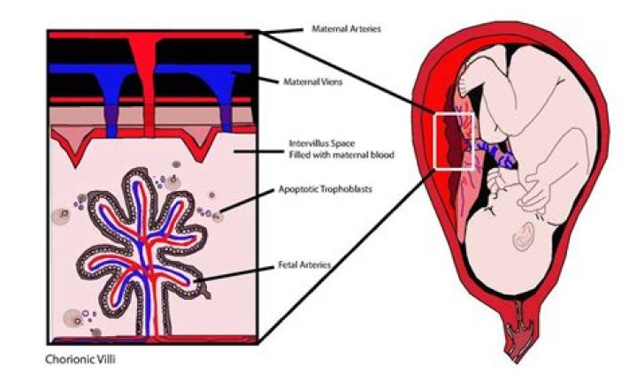 Can fetal DNA be found in maternal blood?