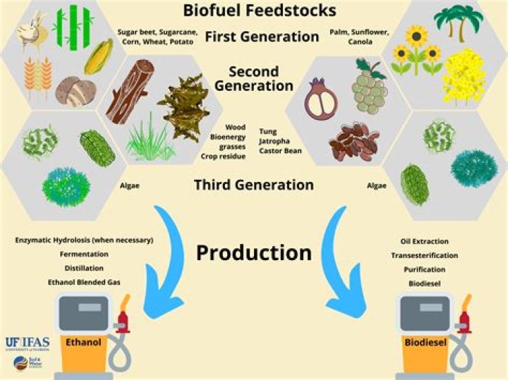 Can food be used as fuel?